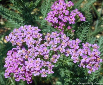 Achillea millefolium 'Cerise Queen' Cerise Queen Yarrow image