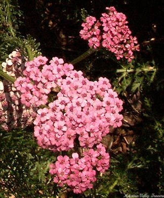 Achillea millefolium cv. Colorado Yarrow image