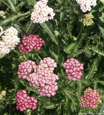 Achillea millefolium cv. Colorado Yarrow image