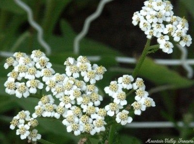 Achillea millefolium 'White' (White Yarrow) White Yarrow image