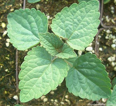 Agastache foeniculum (Licorice Mint) Licorice Mint image