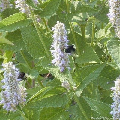 Agastache foeniculum (Licorice Mint) Licorice Mint image