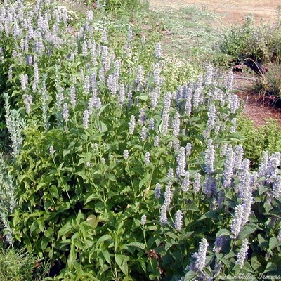 Agastache foeniculum (Licorice Mint) Licorice Mint image