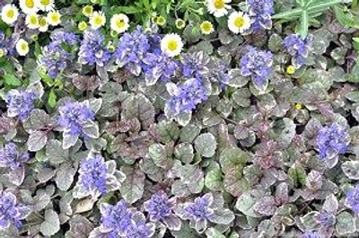 Ajuga reptans Burgundy Glow Ajuga image