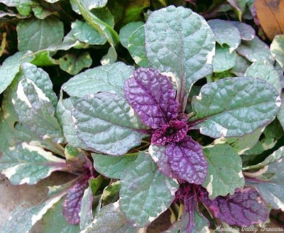 Ajuga reptans Burgundy Glow Ajuga image