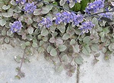 Ajuga reptans Burgundy Glow Ajuga image