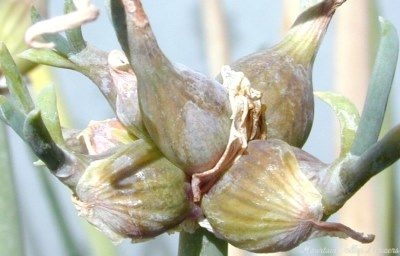 Allium cepa Egyptian Walking Onions image