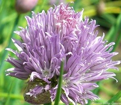 Allium schoenoprasum Chives image