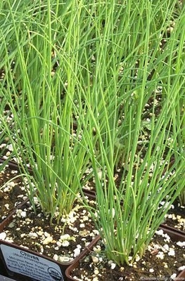 Allium schoenoprasum Chives image