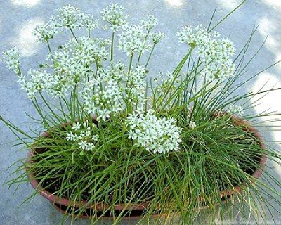 Allium tuberosum Garlic Chives image