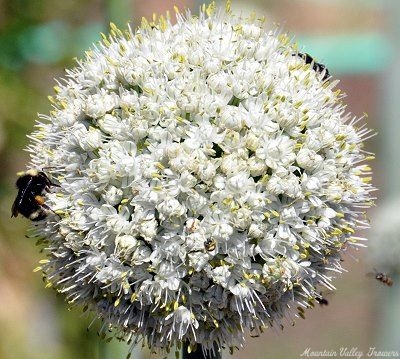 Allium tuberosum Garlic Chives image