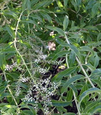 Aloysia triphylla Lemon Verbena image