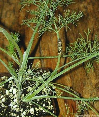 Anethum graveolens Dill image