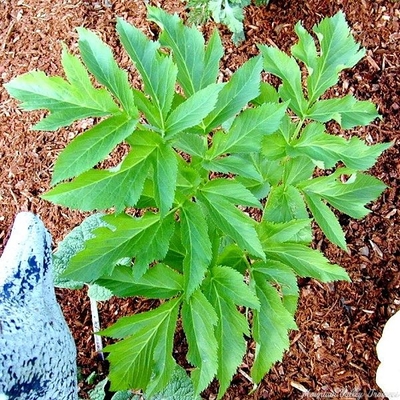 Angelica archangelica Angelica image