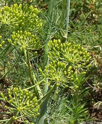 Anethum graveolens Dill image