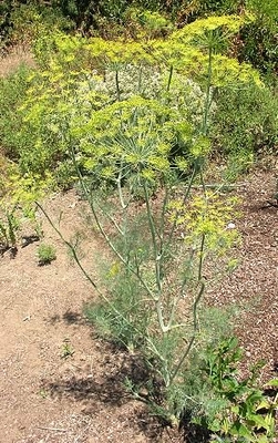 Anethum graveolens Dill image