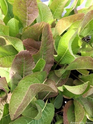 Armoracia rusticana Horseradish image