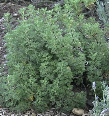 Artemisia abrotanum Southernwood image