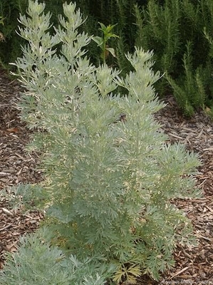 Artemisia absinthium Wormwood image