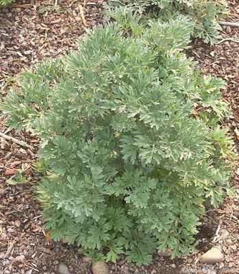 Artemisia absinthium Wormwood image