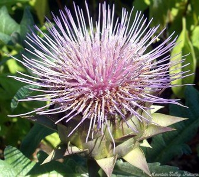 Cynara cardunculus var. scolymus Purple Purple Artichoke