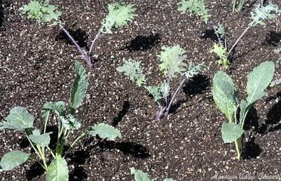 Brassica oleracea var. acephala Dinosaur Kale image