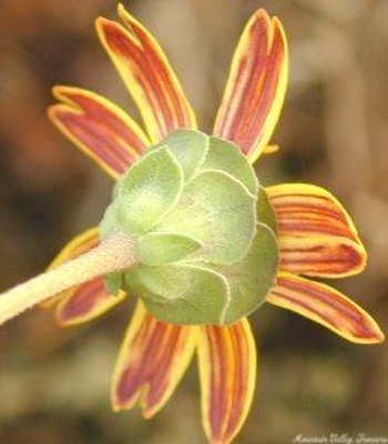 Berlandiera lyrata Chocolate Scented Daisy image