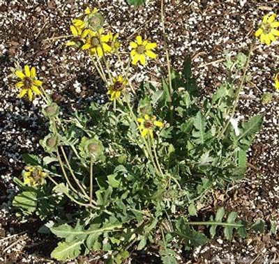 Berlandiera lyrata Chocolate Scented Daisy image