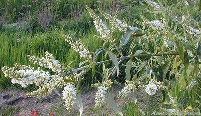 Buddleia asiatica Winter Flowering Butterfly Bush image