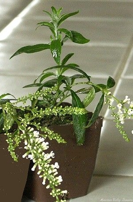 Buddleia asiatica Winter Flowering Butterfly Bush image