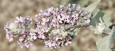 Buddleia crispa Himalayan Butterfly Bush