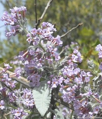 Buddleia crispa Himalayan Butterfly Bush