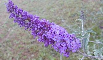 Buddleia davidii 'Nanho Blue' Dwarf Blue Butterfly Bush image