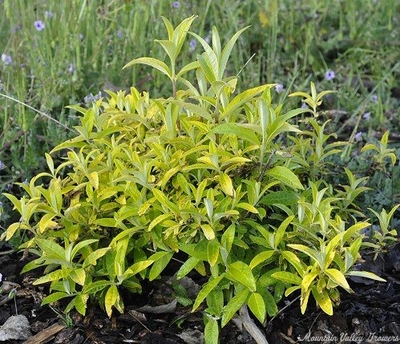 Buddleia davidii 'Evil Ways' Evil Ways Butterfly Bush image