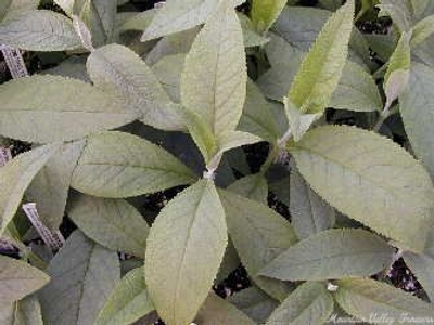 Buddleia x  weyeriana Sungold Butterfly Bush image