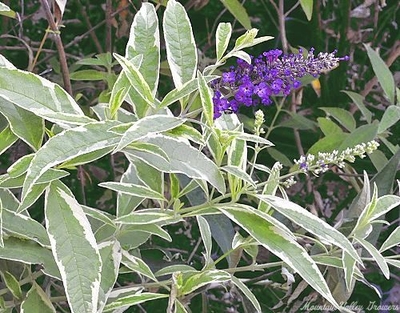 Buddleia davidii 'Harlequin' Harlequin Butterfly Bush image