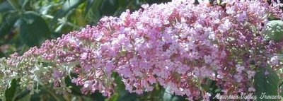 Buddleia davidii 'Pink Delight' Pink Delight Butterfly Bush image