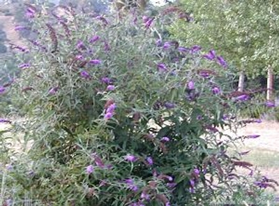 Buddleia davidii 'Twilight' Twilight Butterlfy Bush image