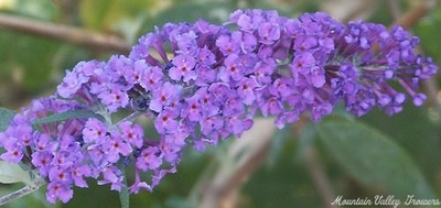 Buddleia davidii 'Twilight' Twilight Butterlfy Bush image