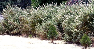 Buddleia davidii 'White Profusion' White Profusion Butterfly Bush image