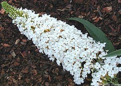 Buddleia davidii 'White Profusion' White Profusion Butterfly Bush image