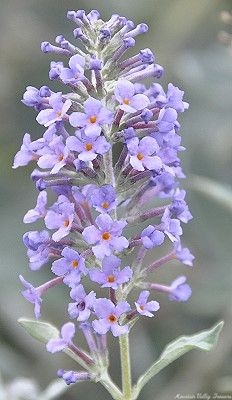 Buddleia fallowiana 'Lochnich' Lochinch Butterfly Bush image