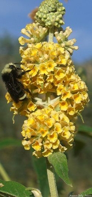 Buddleia x  weyeriana Sungold Butterfly Bush image