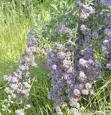 Buddleia x pikei 'Hever' Hever Castle Butterfly Bush image