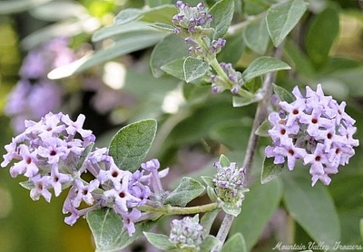 Buddleia x pikei 'Hever' Hever Castle Butterfly Bush image