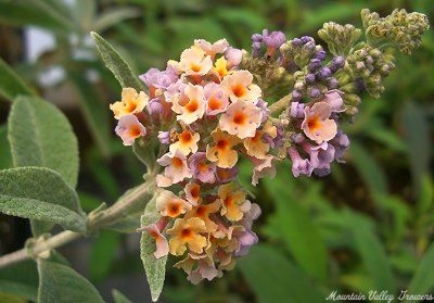 Buddleia x weyeriana Bicolor Butterfly Bush image