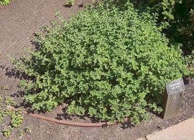 Calamintha nepeta Basil Thyme image