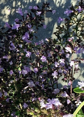 Calamintha nepeta Basil Thyme image