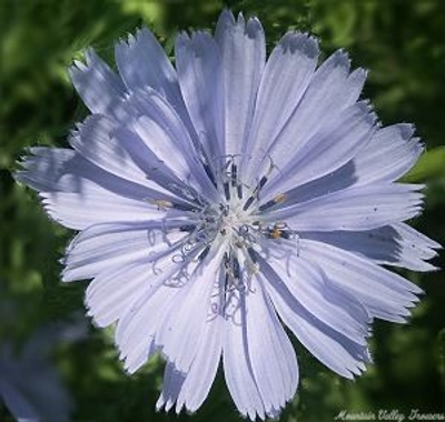 Cichorum intybus Chicory image