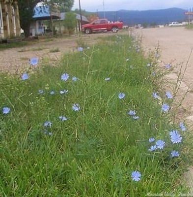 Cichorum intybus Chicory image